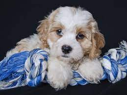 Lily & dino cavachon babies. Toy Dog Breeds Best Dog Breeds Cavachon Dog