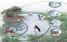 Image result for organisms and their environment