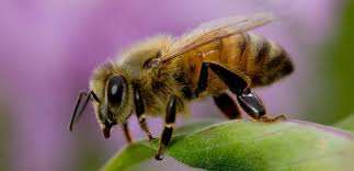 Bees Control