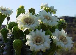 Check spelling or type a new query. Southeastern Arizona Wildflowers And Plants An Identification Guide To Sonoran Desert Plants And Tucson Wildflowers