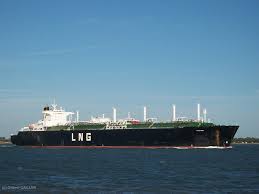 Image result for Galeomma