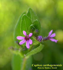 Image result for Cuphea carthagenensis