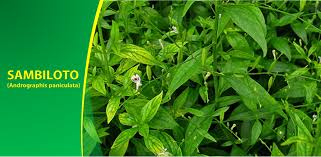 Manfaat jahe manfaat kurma manfaat semut jepang manfaat madu manfaat minyak zaitun manfaat bawang putih manfaat daun sirih. Mengulas Khasiat Sambiloto