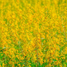 Image result for Crotalaria schliebenii