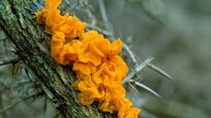Maybe you would like to learn more about one of these? Yellow Brain Tremella Mesenterica Woodland Trust