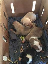 We are located in ga with family in upstate ny. Adba Pitbull Pups Redboy Jocko Bolio Jeep Eli Pups For Sale In Griffin Georgia Classified Americanlisted Com