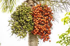 Image result for Borassus aethiopum