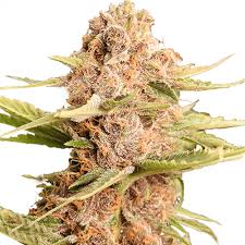 Two of the most prolific, hard hitting strains to come around in years made . Buy Girl Scout Cookies Extreme Cannabis Seeds In Usa Ilgm