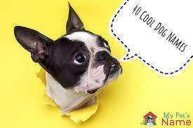 Our furry buddies deserve to have a fitting name. Cool Dog Names Top 40 Most Awesome Names For Cool Dogs My Pet S Name