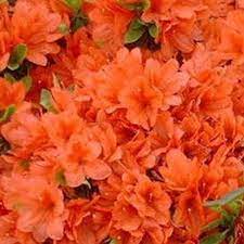 Azalea Orange Beauty Evergreen Spd Fife Orange Plant Azaleas Orange Flowers