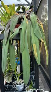 Image result for Bulbophyllum schinzianum