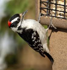 Backyard Birds Of New Jersey Field Guide Woodpeckers In Nj Google Search Backyard Birds Bird Photo Downy Woodpecker