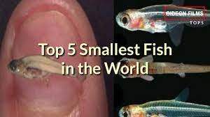 Humoy humoy, also known as tabilos/tabilus is under the family leiognathus and has the scientific name of leiognathus elongates. 5 Smallest Fish In The World Gideon Films Top 5 Youtube