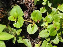 Image result for Vandellia