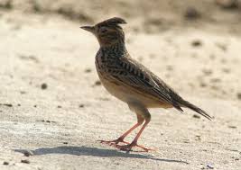 Image result for Alafia orientalis