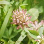Image result for Trifolium isthmocarpum