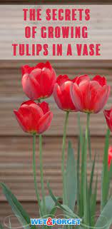 Pin On Gardening