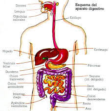 Resultado de imagen para sistema digestivo