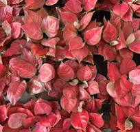 Good Quality Aglaonema 'Hong Yan' supplier,manufacturer