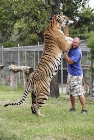 Biggest Siberian Tiger In The World Photo Big Animals Animals Big Cats