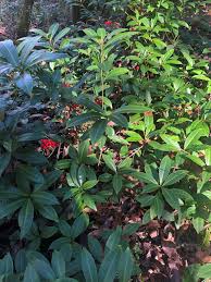 Image result for Ardisia buesgenii