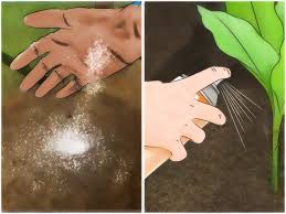 Maybe you would like to learn more about one of these? 4 Ways To Get Rid Of Aphids Wikihow
