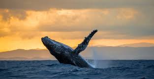 Find the first suitable viewing spot. Big Island Whale Watching Guide Boat Tours And Diy From The Shore