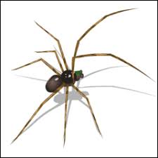 Fumapest Pest Control Spider Identfication Chart
