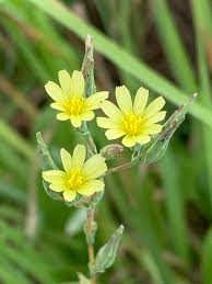 Image result for Lactuca lasiorhiza