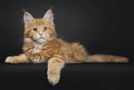 Get a ragdoll, bengal, siamese and more on kijiji, canada's #1 local classifieds. Where To Find Free Maine Coon Kittens Pets Kb