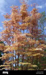 Image result for Toona