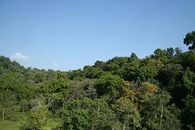 Image result for Pouteria adolfi-friederici