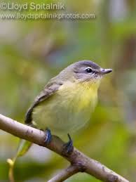 Birds That Make Mud Nests Under Bridges Philadelphia Vireo Lloydspitalnikphotos Com Beautiful Birds Bird Book Passerine Bird