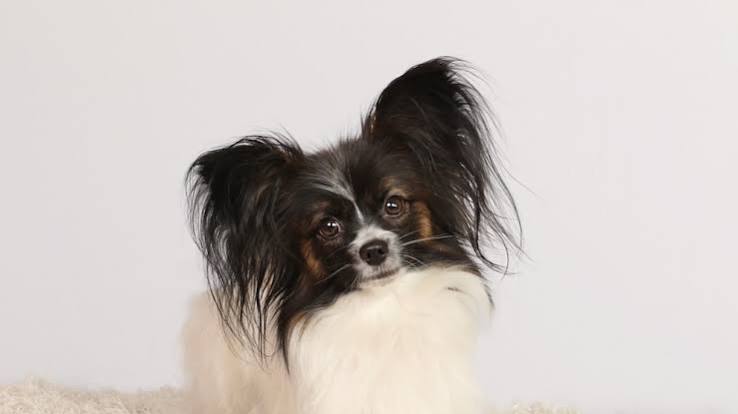 Papillon: Character, appearance and attitude of the dogs - PETBOOK