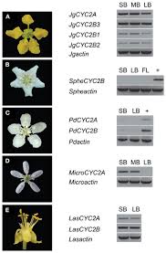 Image result for Triaspis macropteron