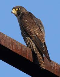 Information about peregrine falcon, where to view peregrine falcon, breeds of peregrine falcon, how to identify peregrine falcon, health care and pictures of peregrine falcon. Peregrine Falcon Wikipedia