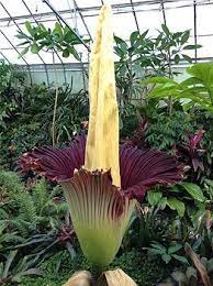 Am Smelly Giant Flower In Rare Bloom 26 12 2012 Plantas Raras Mejores Flores Flores