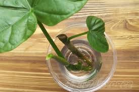 ウンベラータの挿し木の生育状況 4日前に水挿しした茎にもう発根が 同じフィカス属のゴムノキの失敗を参考に 今度は成功させます