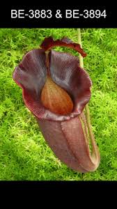 Image result for Nesaea spathulata