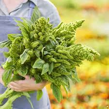 Image result for Amaranthus thunbergii