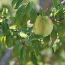 Image result for Combretum padoides