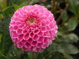 Flowers For Flower Lovers Dahlia Flowers Pictures Dahlia Flower Flowers Dahlia