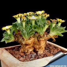 Image result for Nananthus