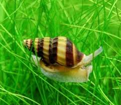 Anentome Helena Katil Salyangoz