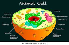 The working together of all cells gives an animal its ability to move, to reproduce, to respond to stimuli, to digest and absorb food, etc. Animal Cell Diagram Cross Section Annotated Stock Vector Royalty Free 1474601240