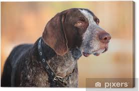 The german shorthaired pointer is a very good breed for small kids. German Shorthaired Pointer Dog Portrait Canvas Print Pixers We Live To Change