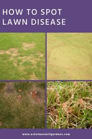 My bermuda lawn developed a bad case of dollar spot this spring. How To Identify Lawn Disease In Lancaster Pa Figure Out What Is Turning Your Grass Yellow Brown Or Red And Find Out How To Fi Lawn Care Tips Lawn Care Lawn