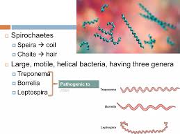 Image result for Spirochete