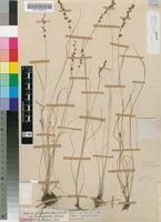 Image result for Scleria pergracilis