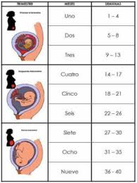 Cuanto hay que andar para bajar de peso. Tengo 27 Semanas De Embarazo Cuantos Meses Son 27 Semanas De Verguenza